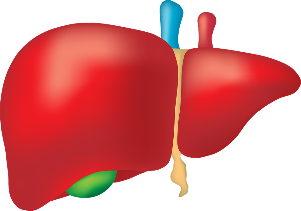 liver-2934612_960_720